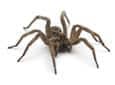 wolf spider