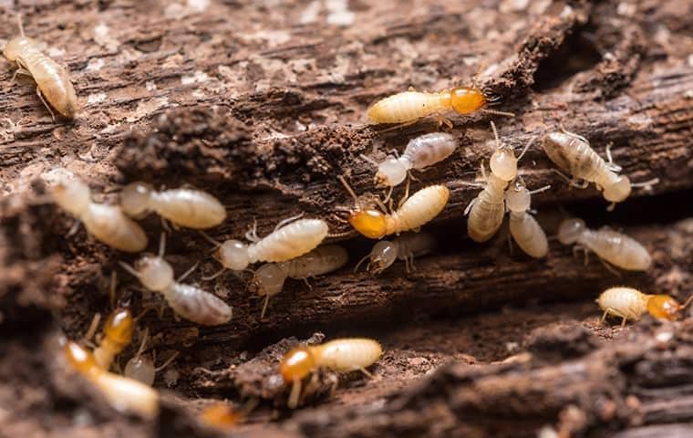 a termite infestation in a nashville home