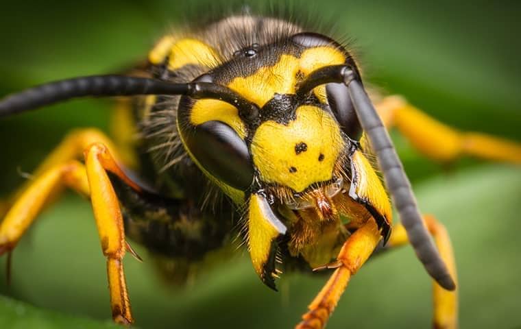 close up on a yellow jacket