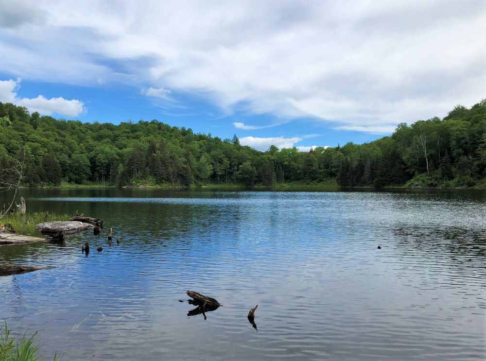 View of the pond on the Big Muddy Pond Loop