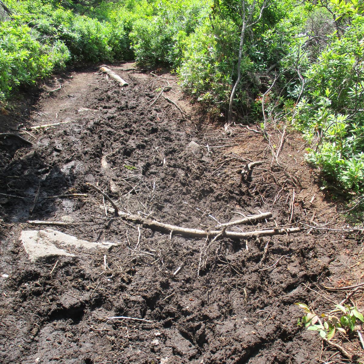 Trails widen when hikers try to avoid getting their feet wet or muddy.