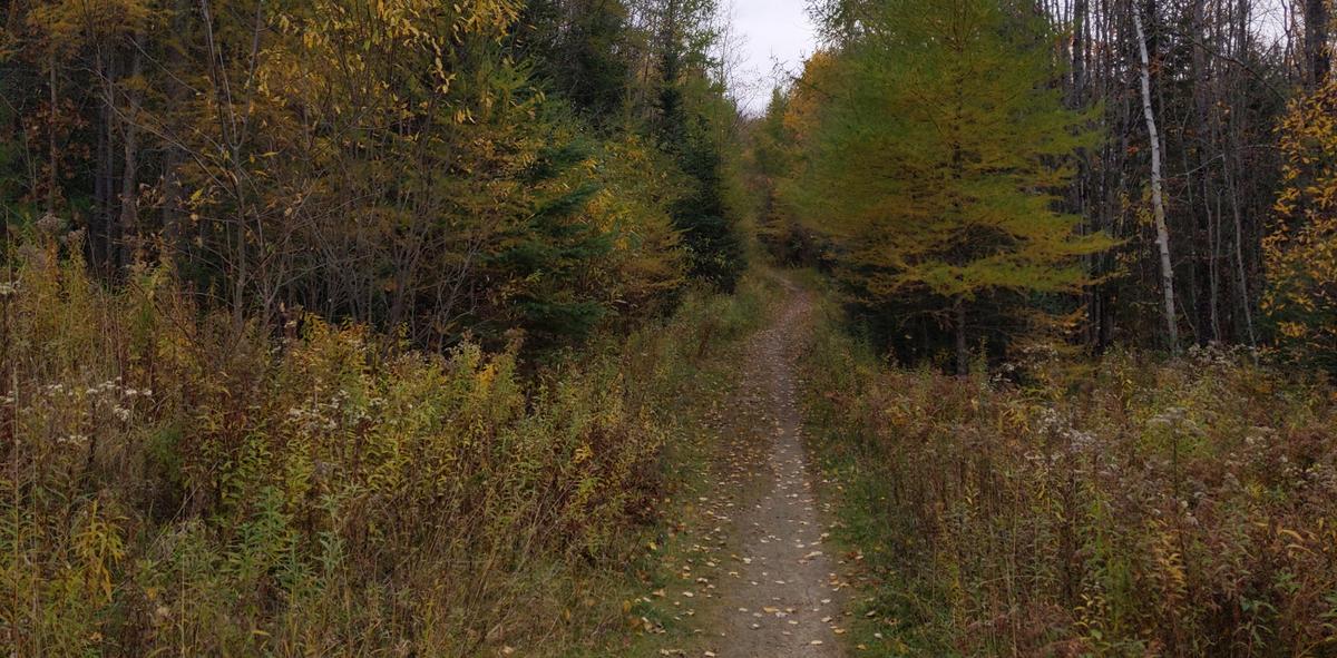 Burke Mountain Hiking Trail in the fall