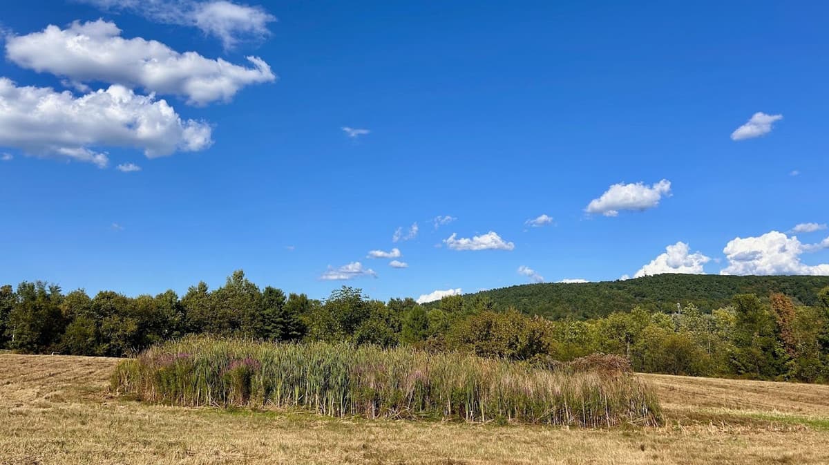 Mowed field belolw blue skies