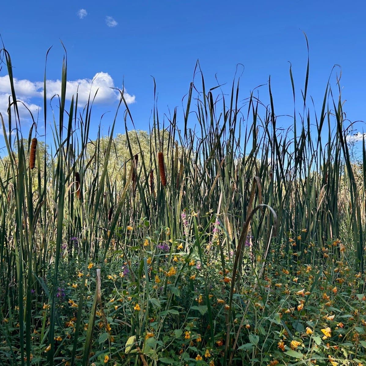 Looking up at cattails and rushes