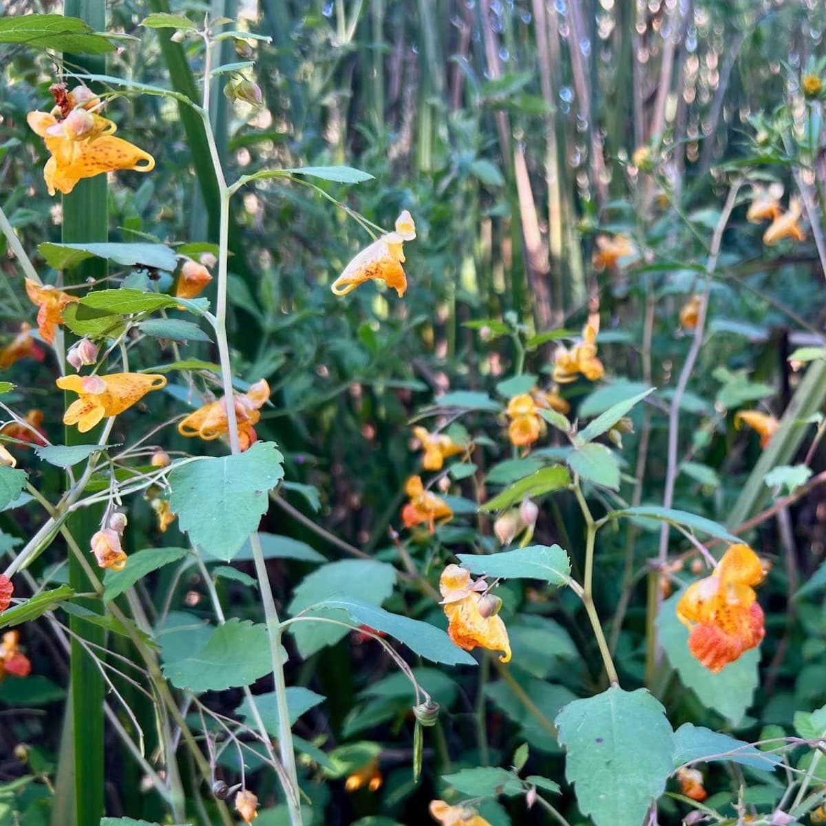 Orange jewelweed flowers