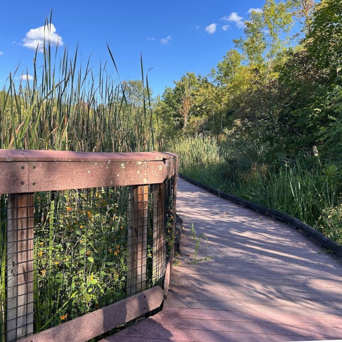 Boardwalk through cattails with rail on one side