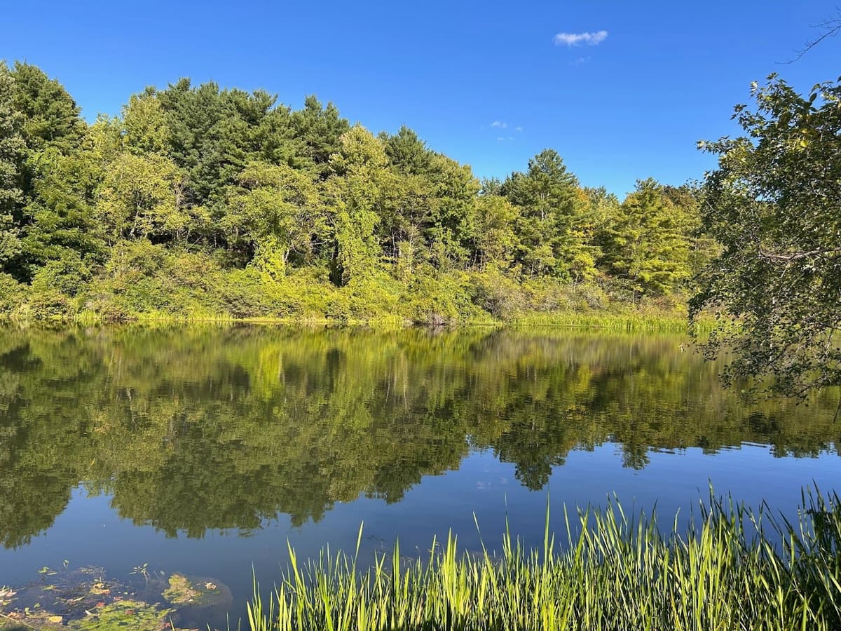 Calm pond reflecting trees and blue sky