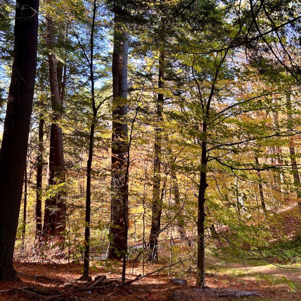 Leaves illuminated by autumn light