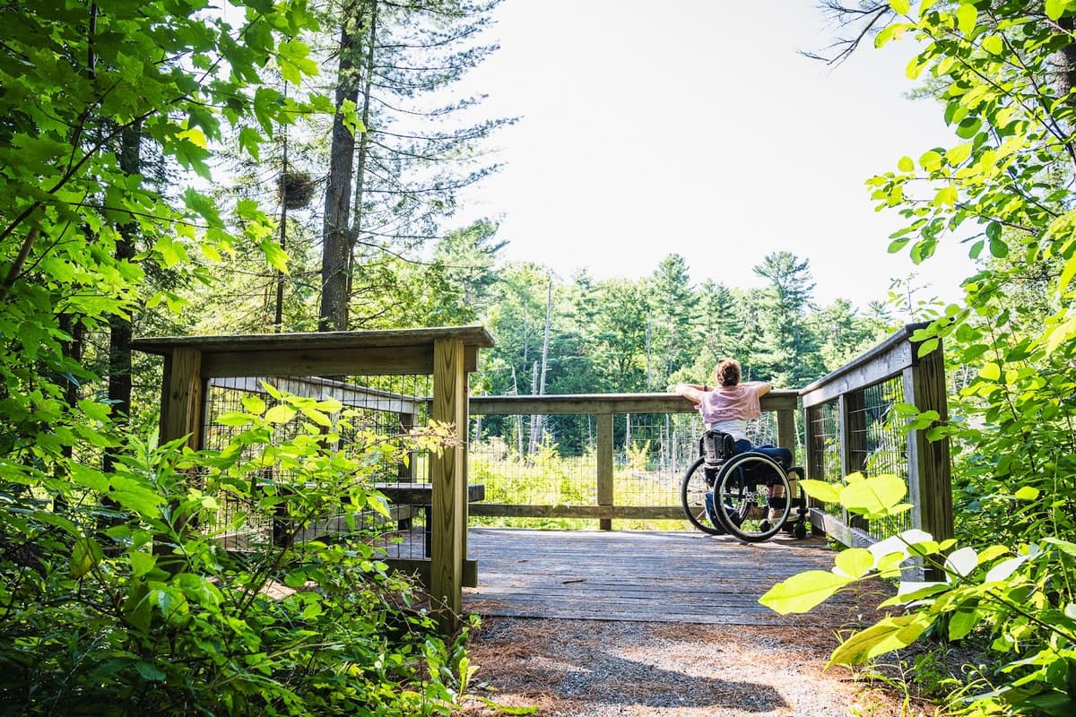 Viewing platform in the trees, with woman in wheelchair enjoying the view