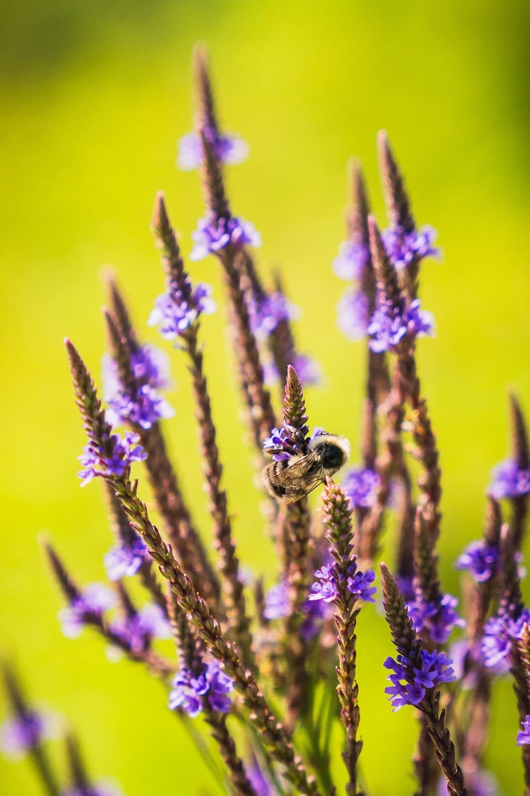 Tall, spiky, purple wildflowers with a bumble bee