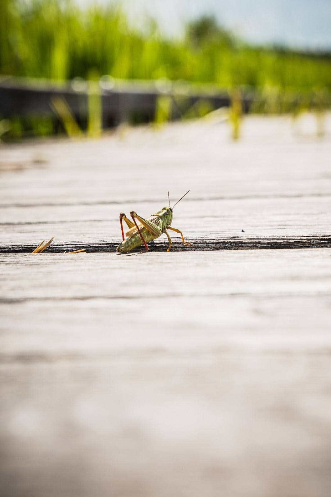 Close-up of a cricket on a boardwalk