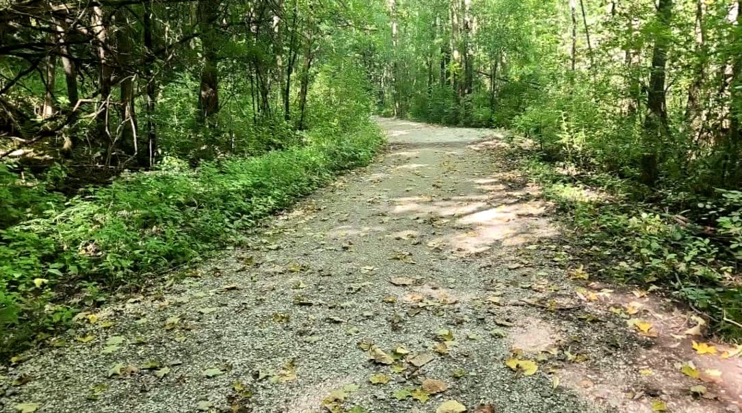 Gravel path with leaves strewn across it travels through the woods