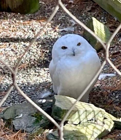 Sign of Morristown 2.5-mi to the left, Johnson 4.8-mi to the right
