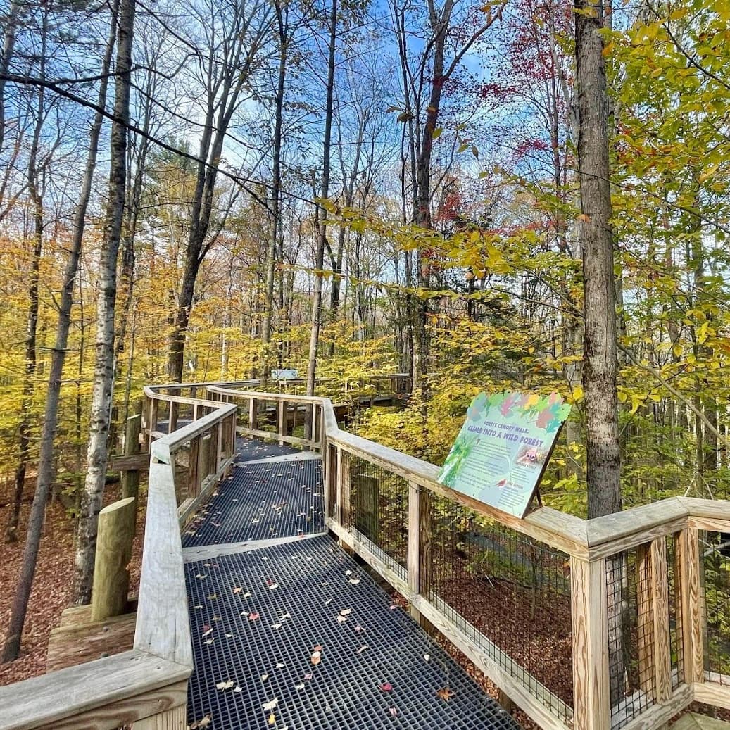 The Canopy Walk starts at ground level, before heading over a drop off below