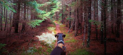 April Showers Bring...Dog Poop?