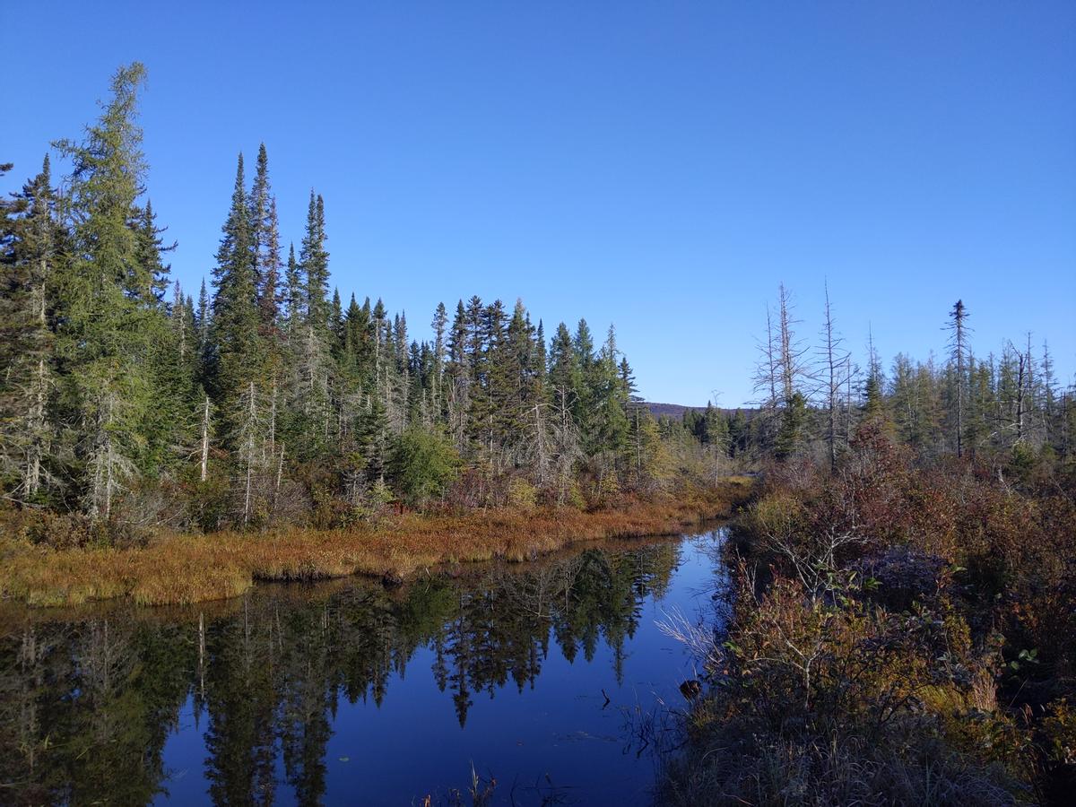 Spruce trees reflect on a pond