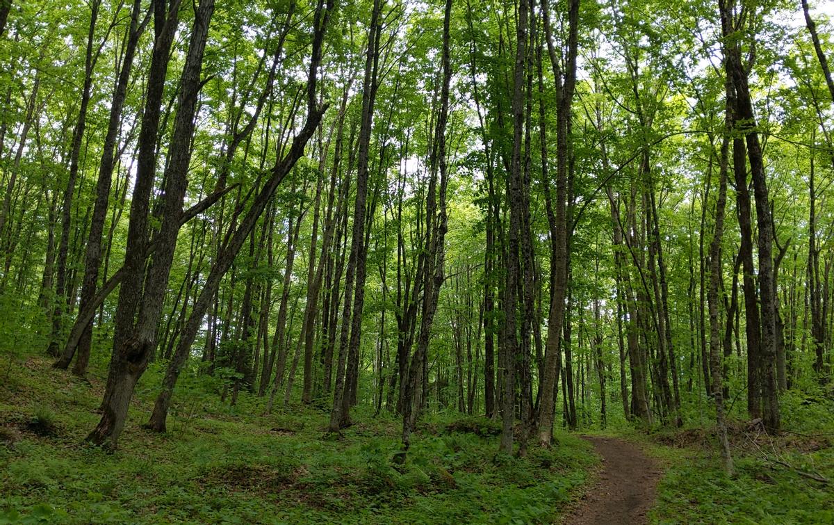 Hiking trail in Willoughby State Forest