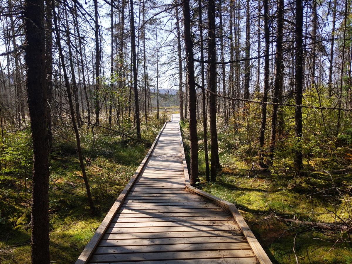 Boardwalk into Moose Bog.