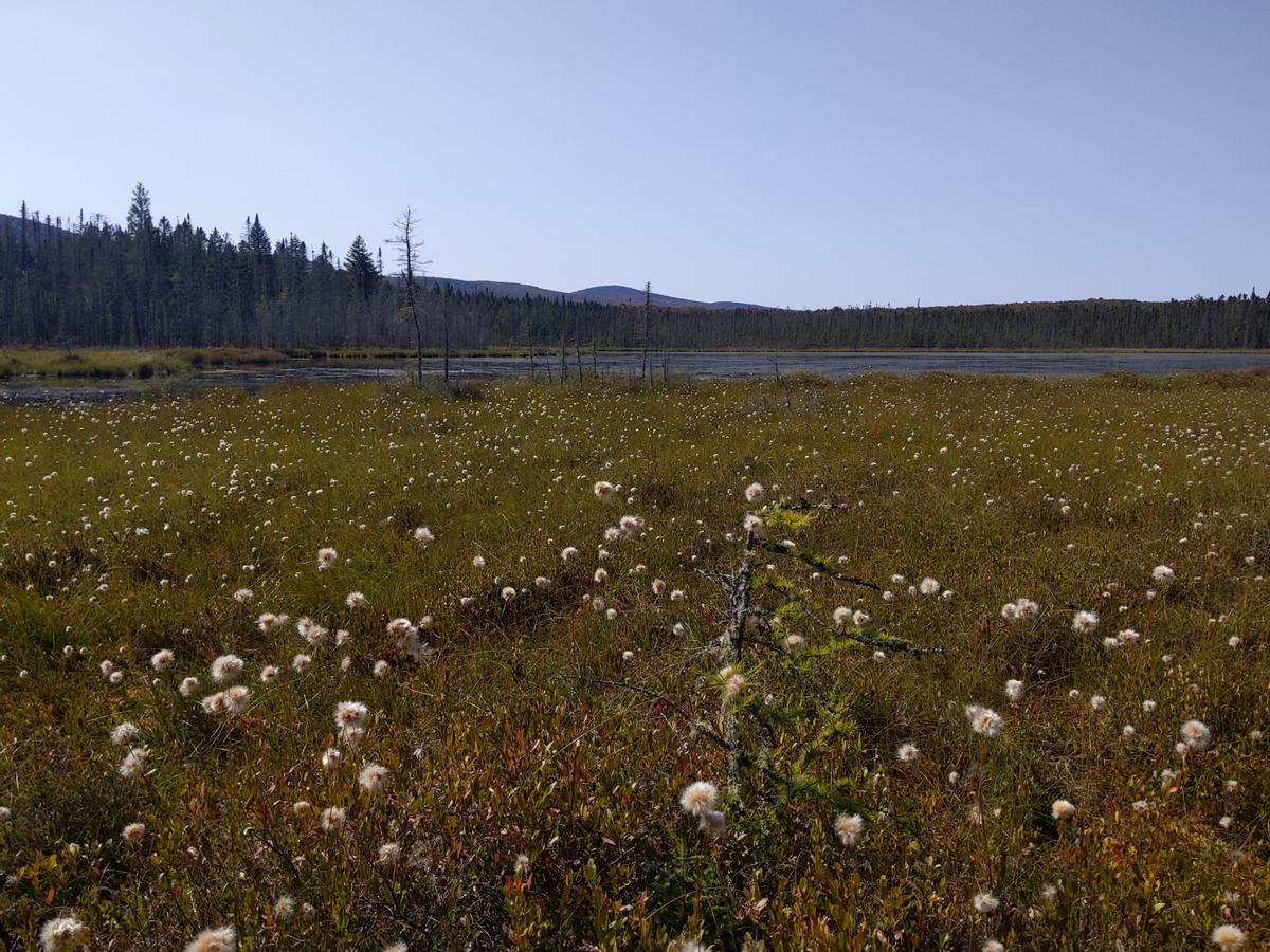 View over Moose Bog.