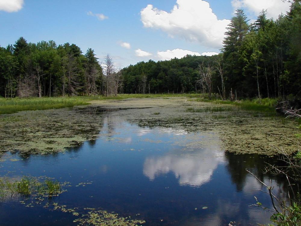 North end of Glen Lake in Bomoseen State Park