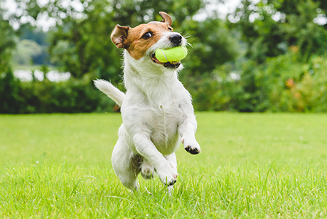 pet friendly motel acadia sunrise motel