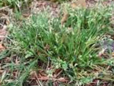 poa annua