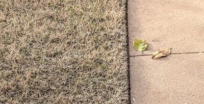 brown bermudagrass caused by drought conditions