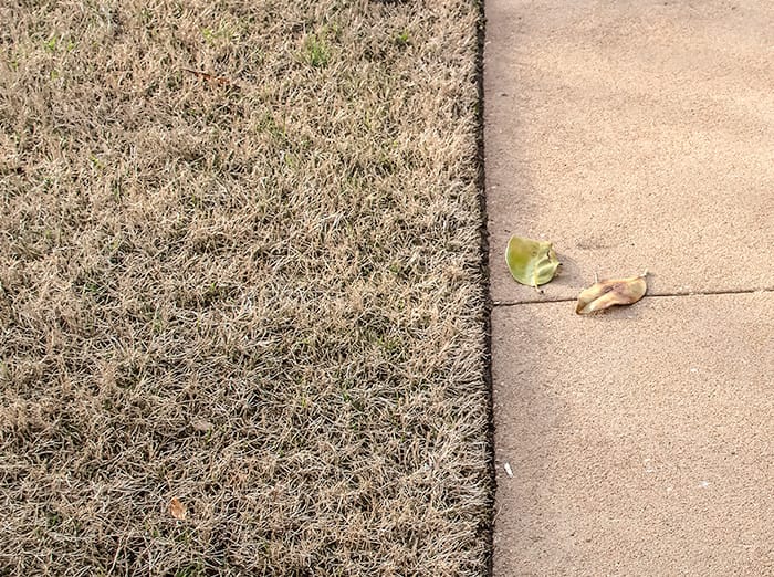 tulsa lawn affected by drought