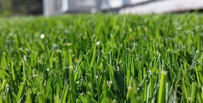 healthy summer lawn in tulsa