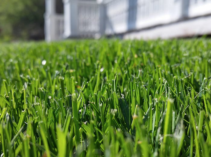 healthy lawn in tulsa during the summer