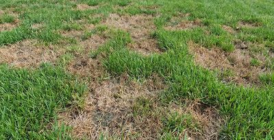 brown patches in lawn