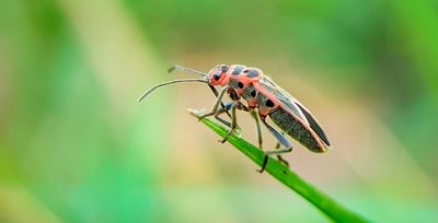chinch bug on a blade of grass