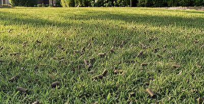 green lawn