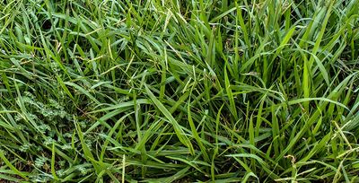 crabgrass in tulsa lawn