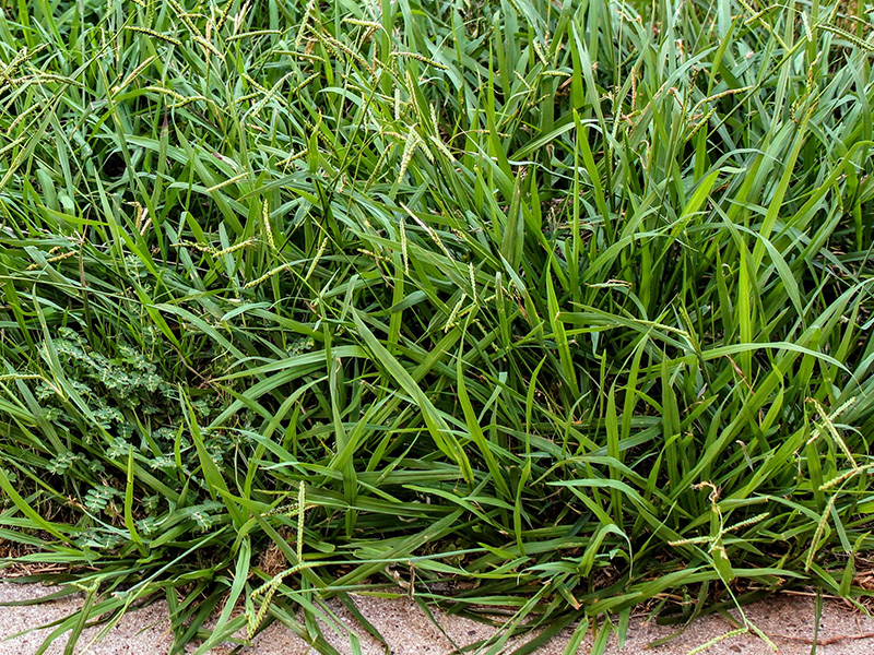 crabgrass in tulsa lawn