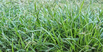 tulsa lawn overtaken by crabgrass