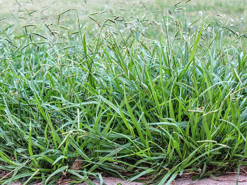 crabgrass in tulsa lawn