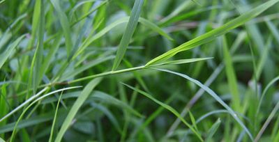 Cynodon Dactylon weed that grows in bermudagrass