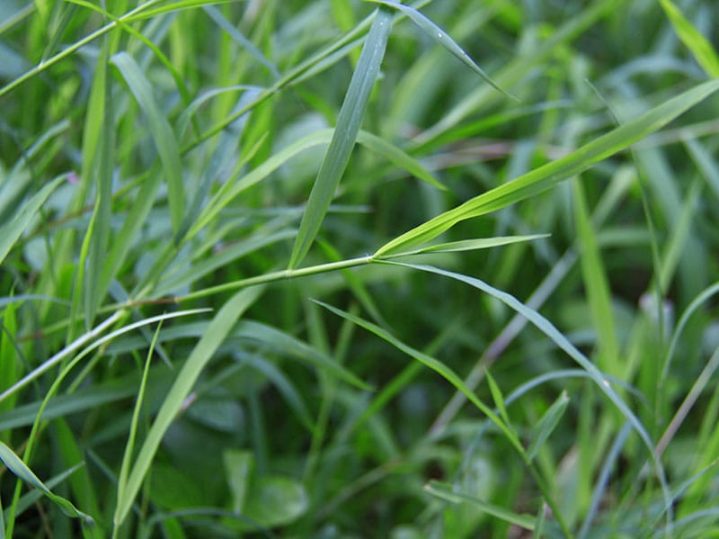 weed that grows in bermudagrass