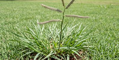 dallisgrass up close