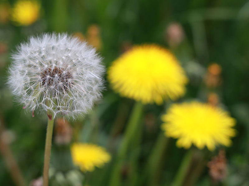 dandelions in tulsa lawn