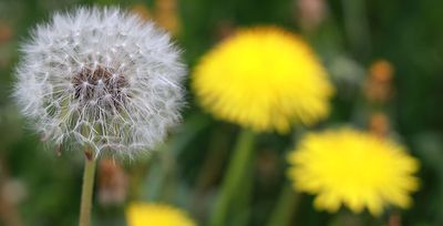 dandelions in tulsa lawn