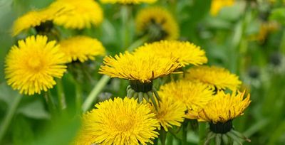 dandelions taking over tulsa lawn