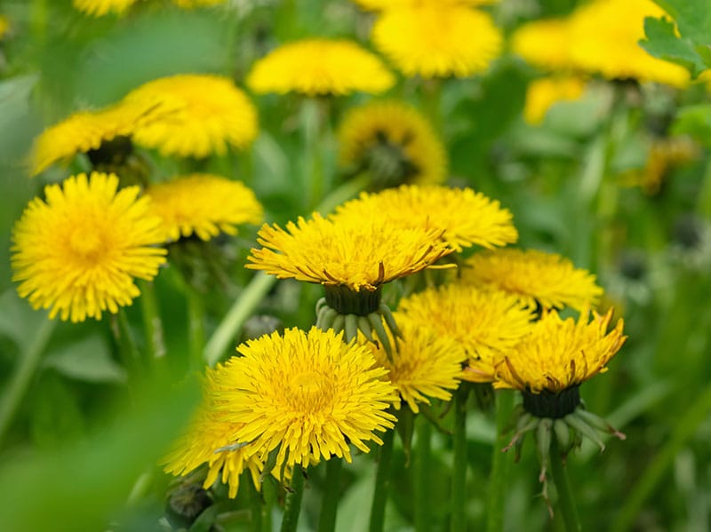 how to kill dandelions in tulsa