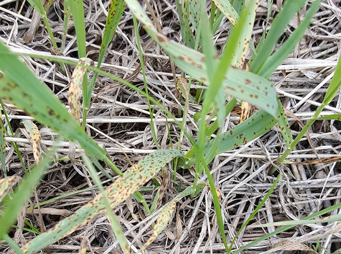 dollar spot problem in tulsa lawn