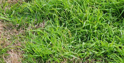 winter weeds on tulsa lawn