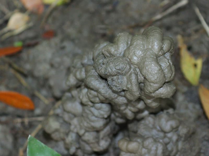 earthworm mound in tulsa yard