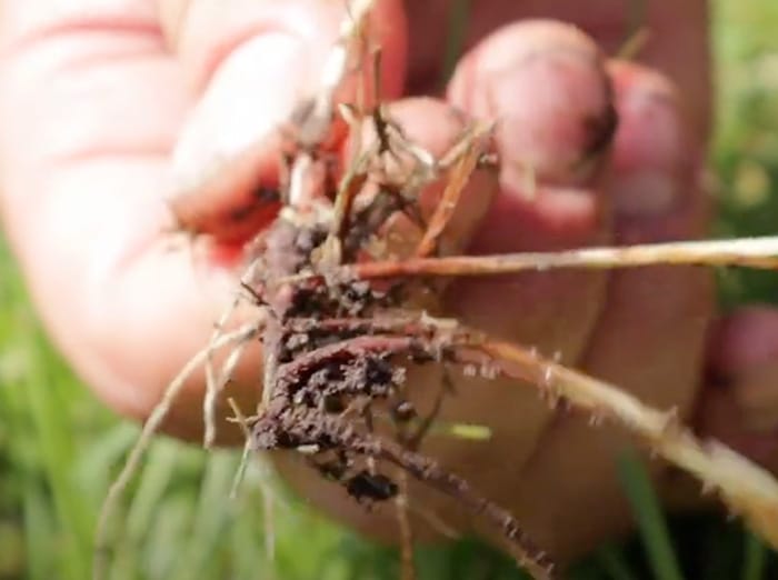 fall weed control in tulsa