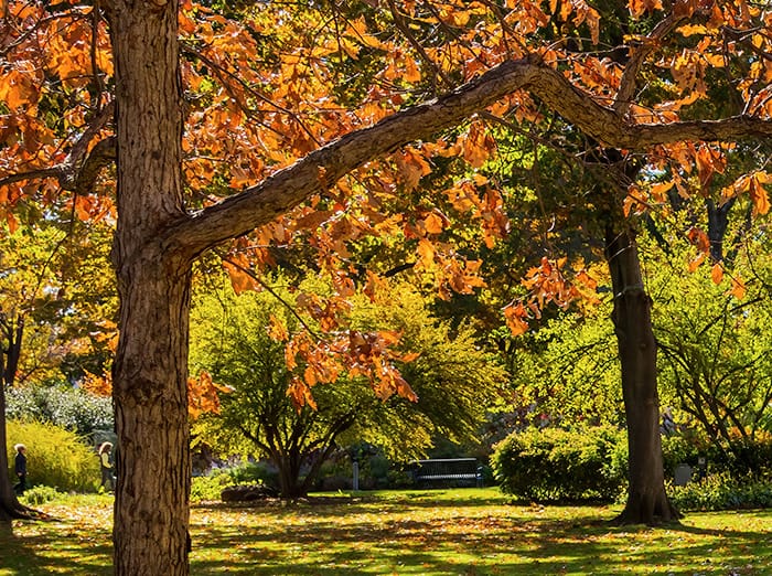 tulsa ok yard in the fall