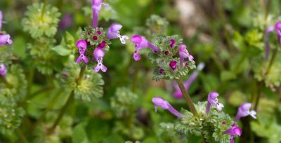 henbit weeds can overtake dormant lawns in tulsa